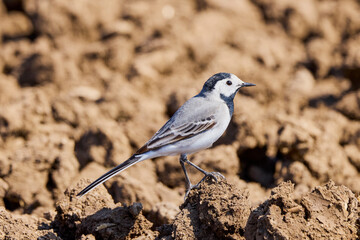 (Motacilla alba) sits on the ground.