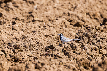 (Motacilla alba) sits on the ground.