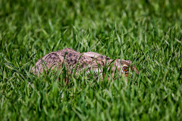 a hare hiding in green wheat.