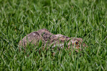 a hare hiding in green wheat.