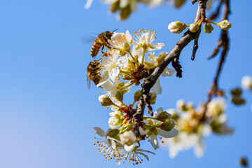 a bee pollinating the flowers of a tree on a spring day.
