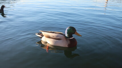 Stockente am Schliersee