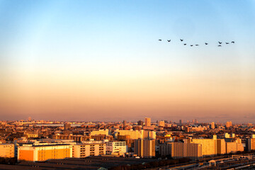 Aerial view of beautiful sunset with skyline and bird swarm at City of Tokyo on a sunny winter day. Photo taken January 29th, 2024, Tokyo, Japan.