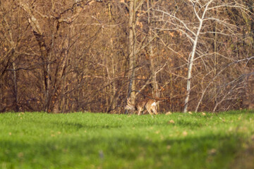 a male deer in the field of wheat on a spring day.
