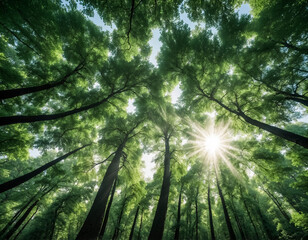 Fototapeta na wymiar Sun rays through the dense crowns of trees