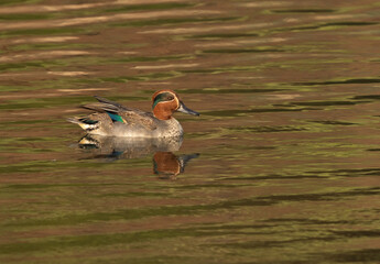 Eurasian teal on green at Bhigwan bird sanctuary, India