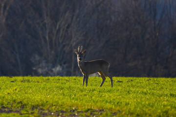 a male deer in the field of wheat on a spring day.