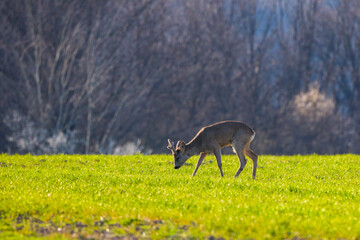Naklejka premium a male deer in the field of wheat on a spring day.