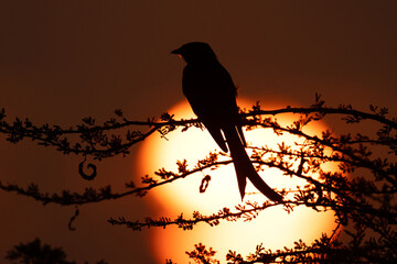 Common drongo perched on a tree with sun at the backdrop,  Bhigwan bird sanctuary, India