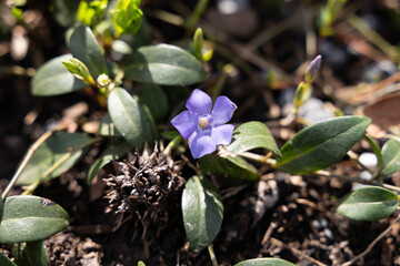 Periwinkle flower in the garden