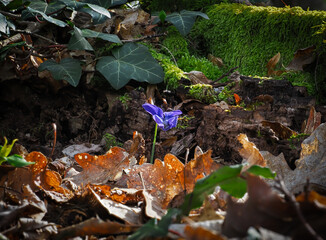 fleur bleue pousse au milieu de mousse verte, de lierre, de feuilles mortes, d'un tronc pourri.