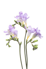 Fototapeta na wymiar Beautiful violet freesia flowers isolated on white
