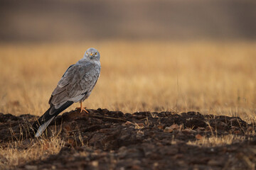Montagu's harrier perched on rock at Bhigwan bird sanctuary, Maharashtra
