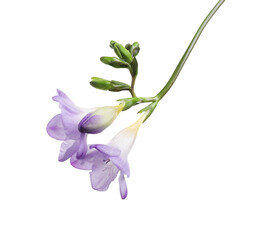 Obraz premium Beautiful violet freesia flower isolated on white