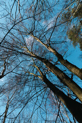 Wysokie drzewa na tle nieba