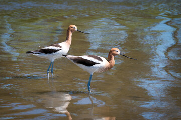 American Avocet Pair