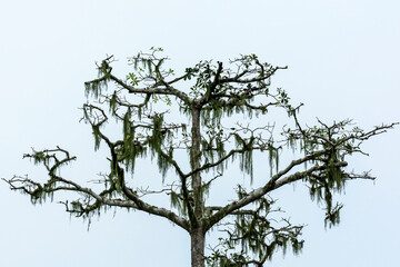 Tree and Lichen. Lango Bai. Odzala-Kokoua National Park. Cuvette-Ouest Region. Republic of the Congo