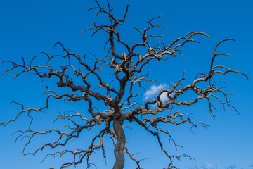 青空が見守る、枯れ木の静寂