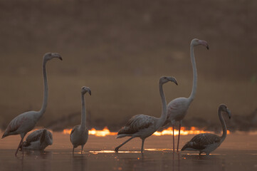Greater Flamingos  in the morning at Bhigwan bird sanctuary, India