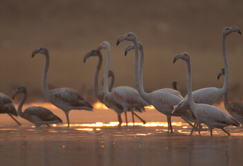 Greater Flamingos in the morning hours at Bhigwan bird sanctuary, India