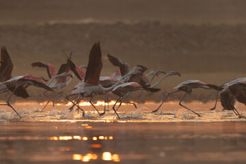 Greater Flamingos takeoff during sunrise at Bhigwan bird sanctuary, India
