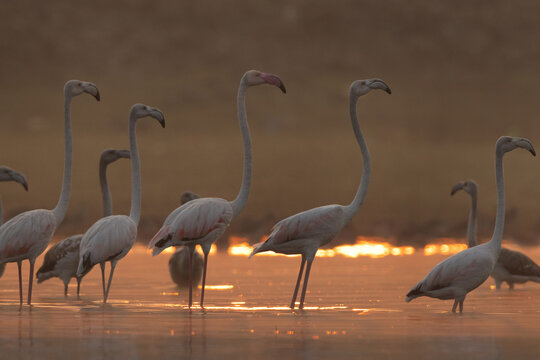 A backlit image of Greater Flamingos during sunrise at Bhigwan bird sanctuary, India