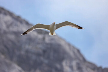 seagull