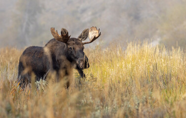 Bull Moose During the Rut in Autumn in Wyoming