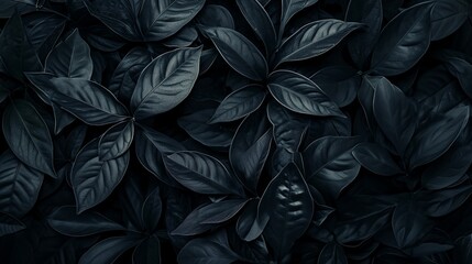 Top view of black leaves, tropical leaf background.