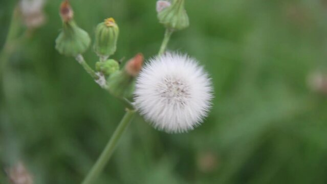 Close-up video of dandelion flower head, natural background with bird sound.
