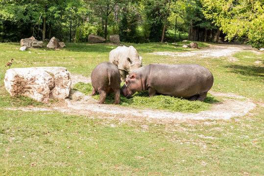 Animali, parco , natura,