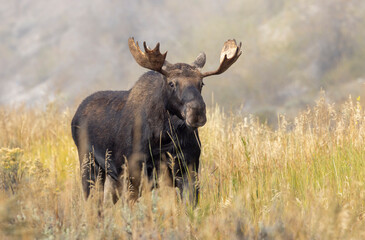 Naklejka na ściany i meble Bull Moose During the Rut in Autumn in Wyoming