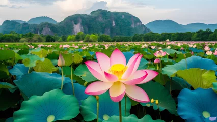 Foto op Canvas Thailands national park provides backdrop for blooming pink lotus flower © Muhammad Ishaq