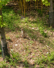 Animali, parco , natura,