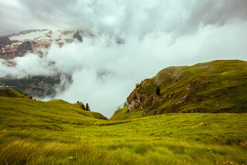 landscape with grass and fog