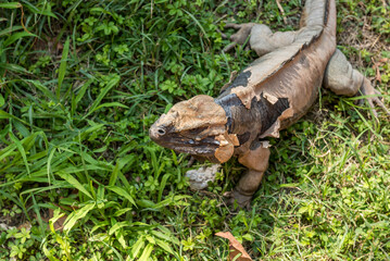 Animali, parco , natura,