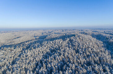 Fototapeta na wymiar Pine Tree Forest in Winter in Lithuania. Drone Point of View.