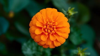 Vibrant orange pot marigold flower isolated against clean background