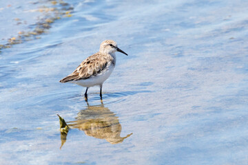 Little Stint (Calidris minuta) Velddrif, Berg River Estuary, West Coast, Western Cape, South Africa in non-breeding winter plumage