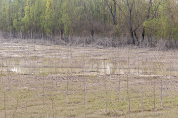 recovering floodplain with emerging greenery and standing water