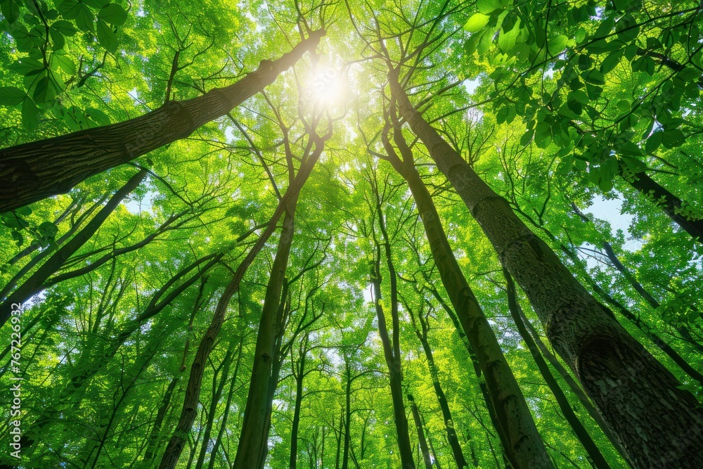Aufkleber green forest filled with tall trees sunlight filters through branches