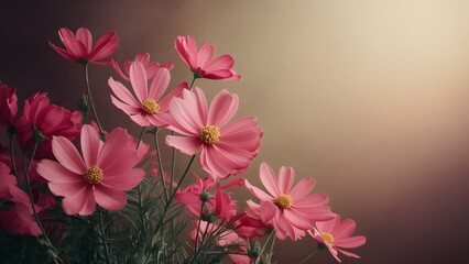 Vintage color tone backdrop with beautiful pink red cosmos flowers