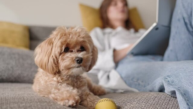 Adorable golden dog sits by a toy ball on a sofa as the out-of-focus owner works on a laptop, highlighting companionship and remote work.