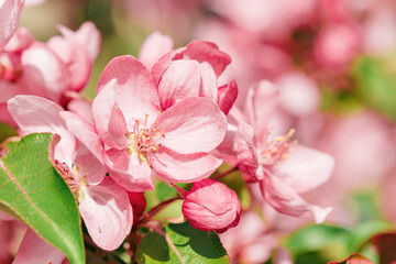 Pink Apple flowers, delicate textures of apple blossoms on bokeh background, pastel colored. Minimal nature scenic, spring blooms at natural light, tender vivid tones