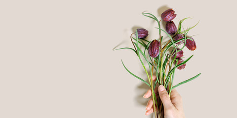 Minimal Aesthetic banner, Top view spring bouquet of Fritillaria meleagris flowers in woman hand, blooming nature wildflower with green leaf, purple petals, flowery still life, pink color, copyspace