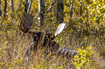 Bull Moose During the Rut in Autumn in Wyoming
