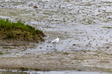 white heron on the beach