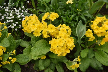 Primula acaulis jaune au jardin auprintemps - 767229193