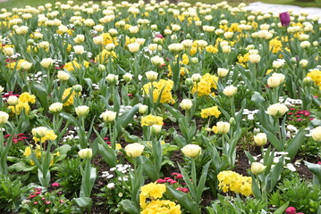 Tulipes blanches et primevères jaunes au printemps au jardin - 767229511