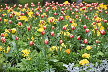 Tulipes et primevères au jardin au printemps - 767229525